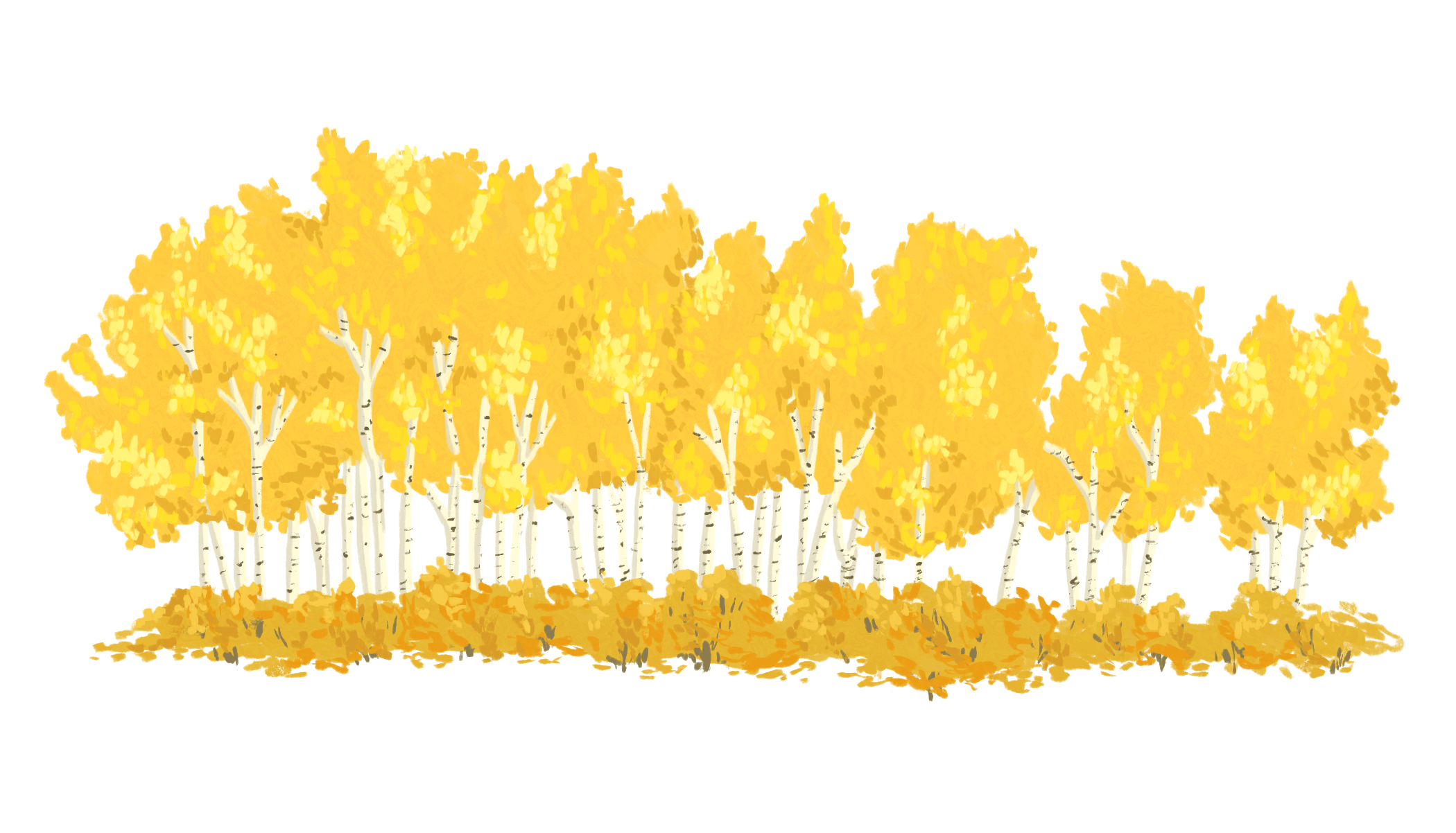 Illustration of yellow aspens