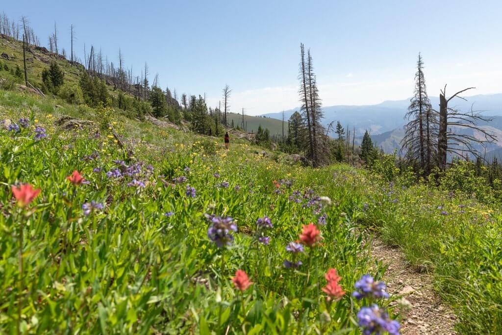scenic shot of colorful red, purple and yellow wildflowers on mountainside
