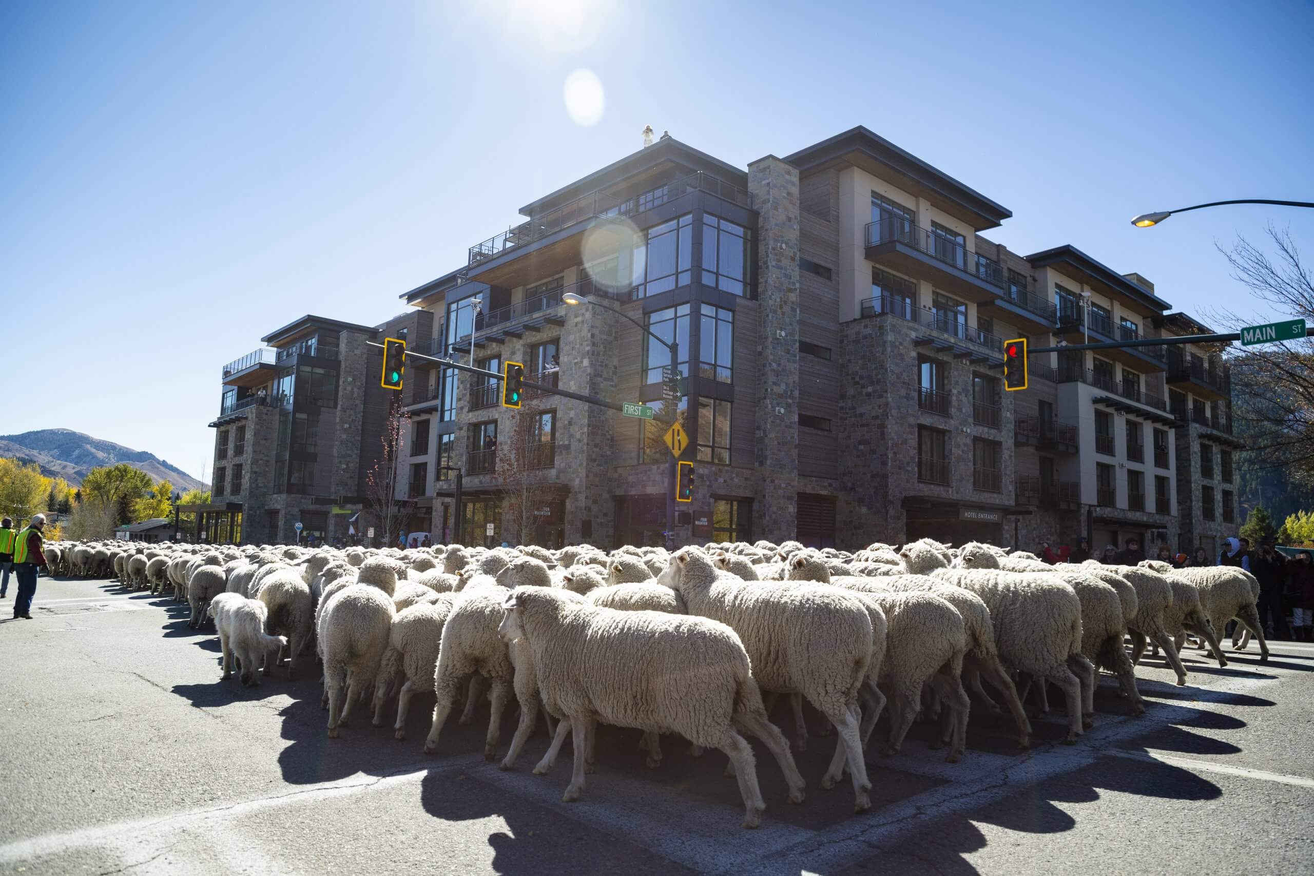 A large herd of sheep moving down a street at the Trailing of the Sheep Festival in Ketchum.
