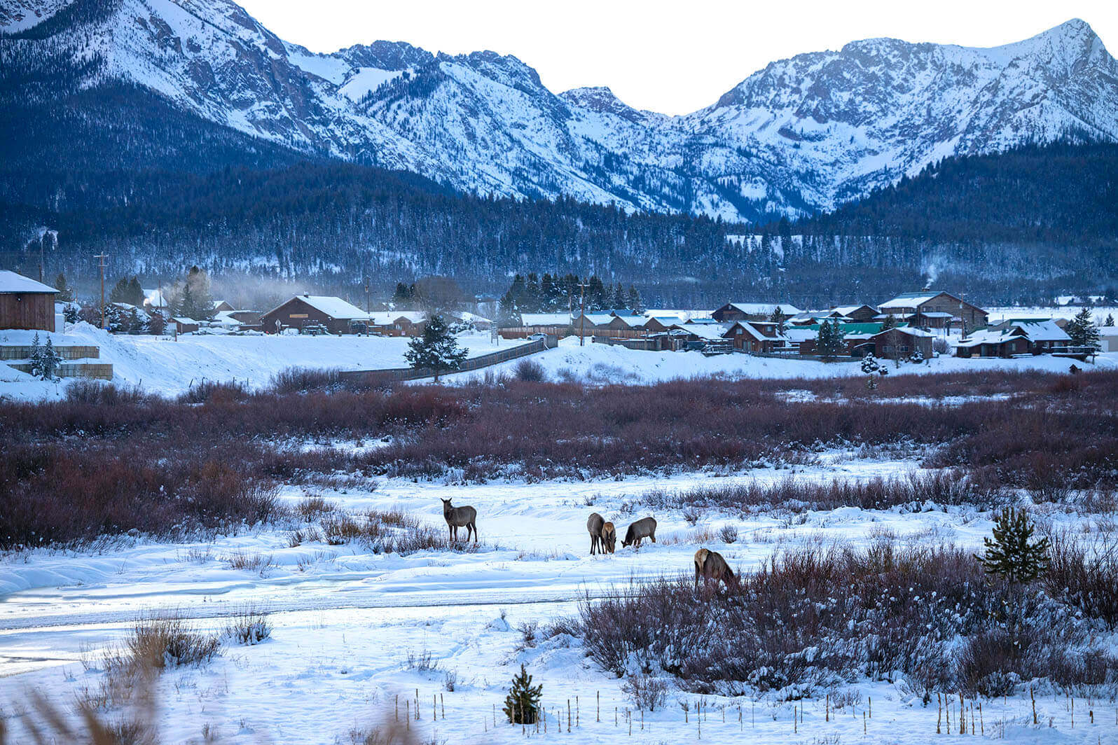 A small herd of Rocky mountain elk graze in a snowy valley near Stanley.