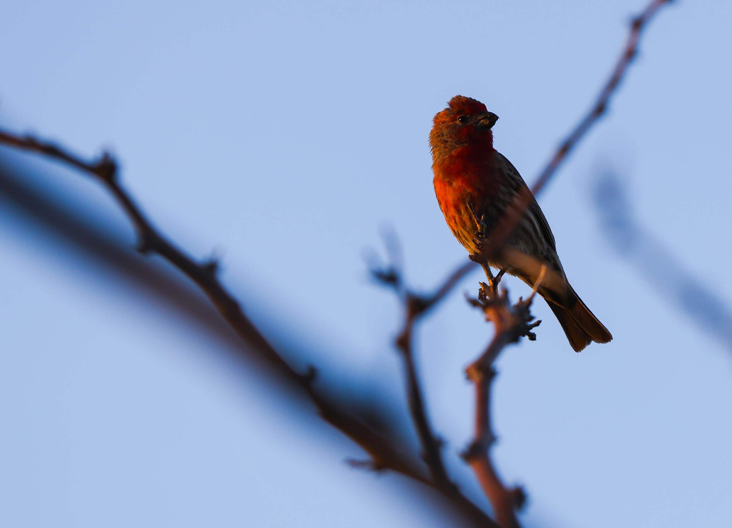 closeup of a red bird perched in a branch