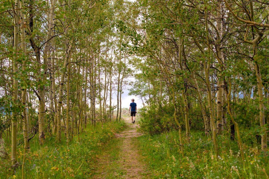 A man walking trail surrounded by green aspen trees.