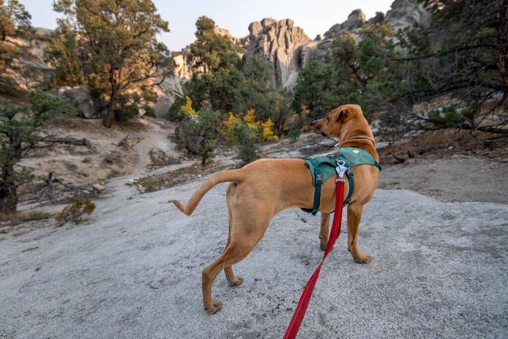 sandy brown dog on a leash standing on large gray rock with some small shrubs and rock formations surrounding it