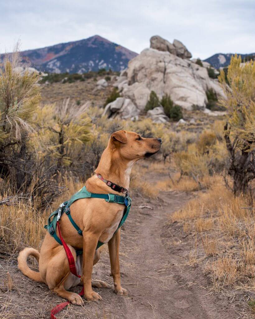a sandy brown dog sits on a trail surrounded by sagebrush and rocks