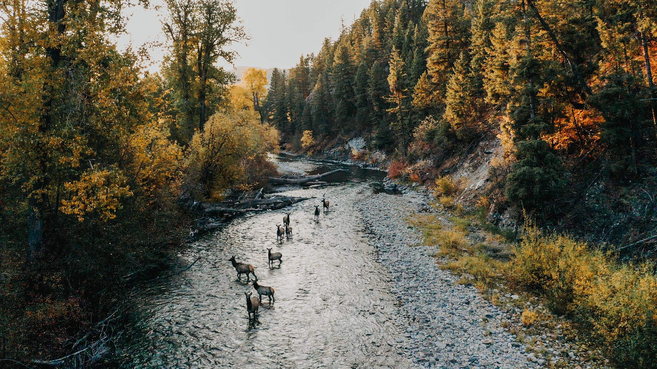 Several deer standing in a river surrounded by green and yellow trees.