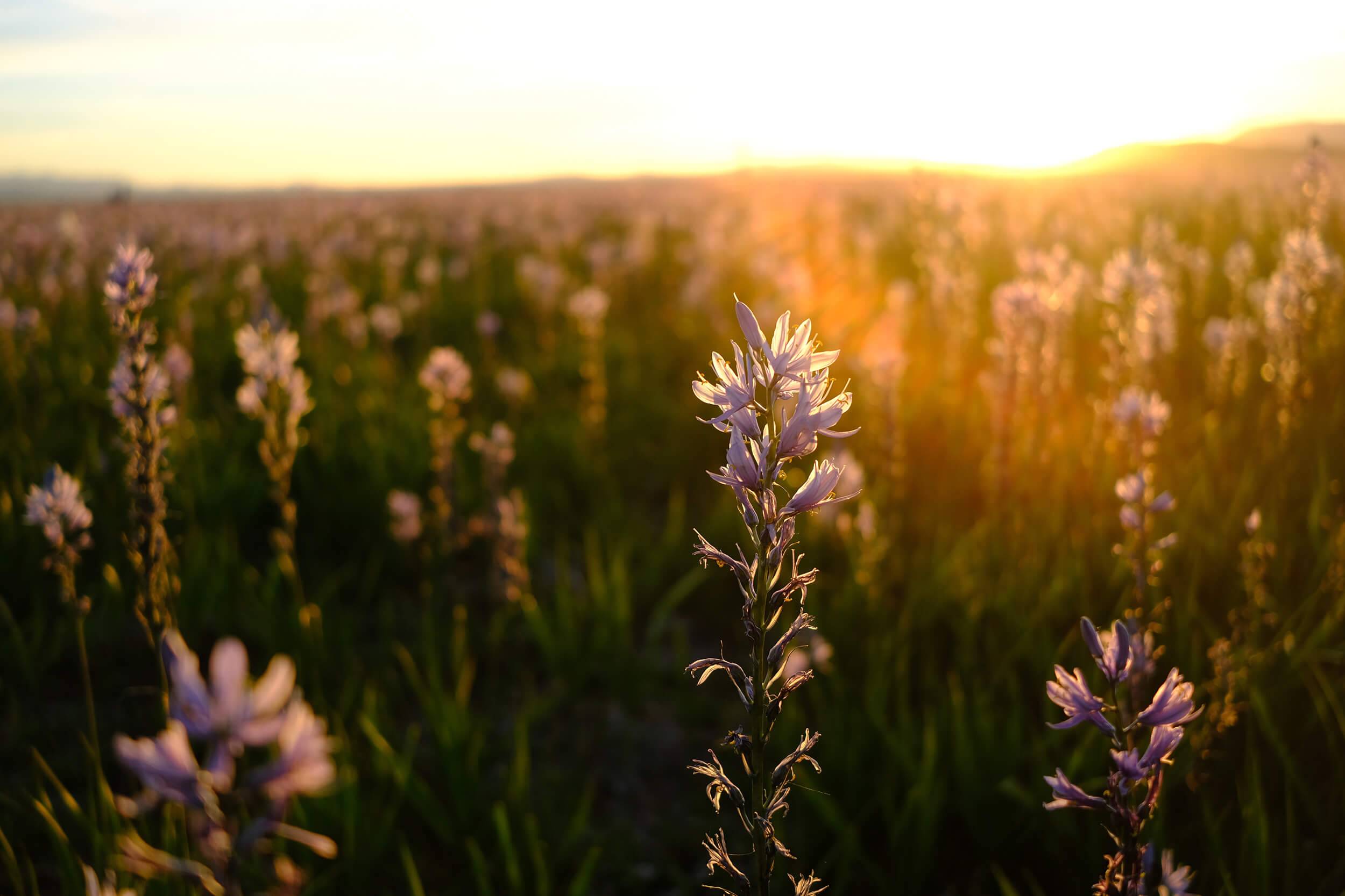 A field of flowering purple Camas blooms at sunset on a prairie.