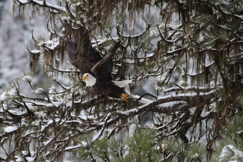 eagle in a tree