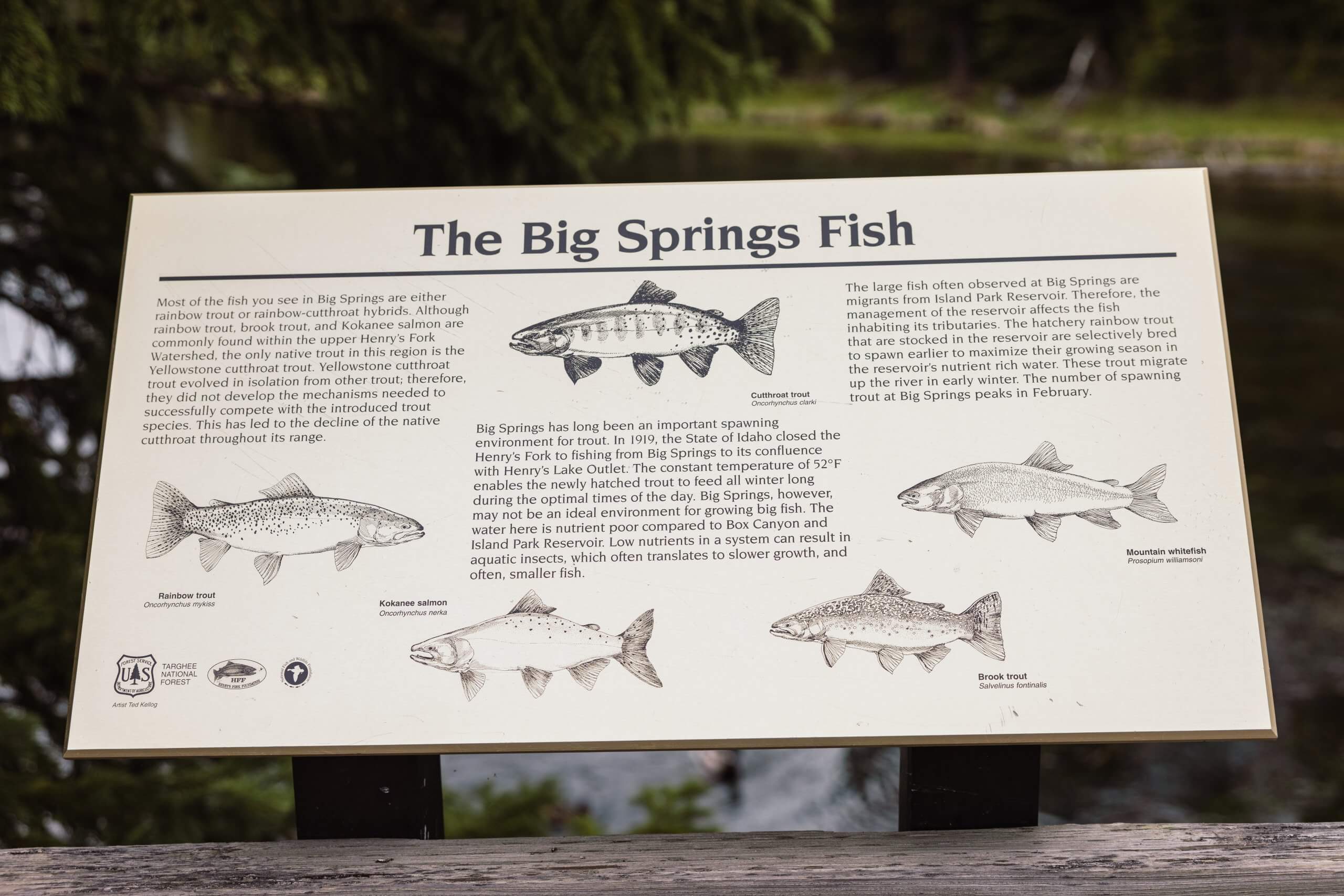 A sign at Big Springs detailing the different types of fish found in the water with illustrations.