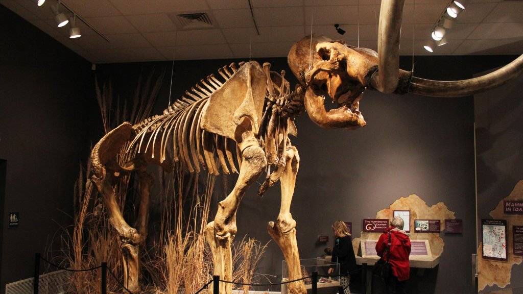 Herrett Center for Arts and Science Mammoth Skeleton