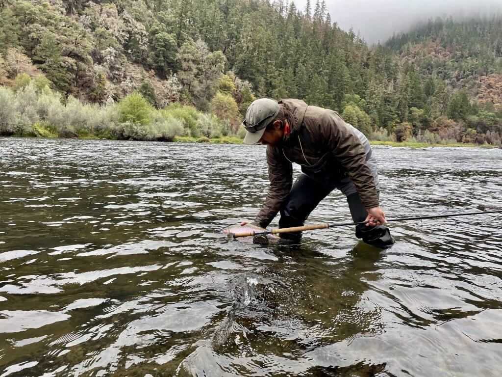 A fly fisherman standing in a river releases a steelhead back into the water.