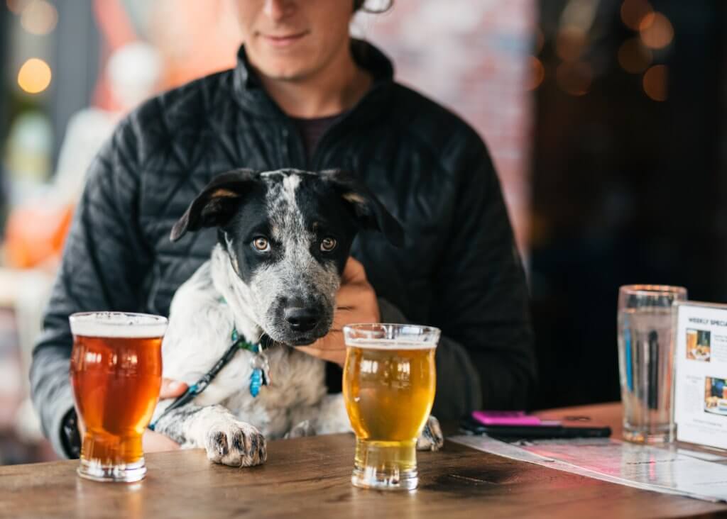 black and white dog sitting on lap of man with two glasses of beer in the foreground