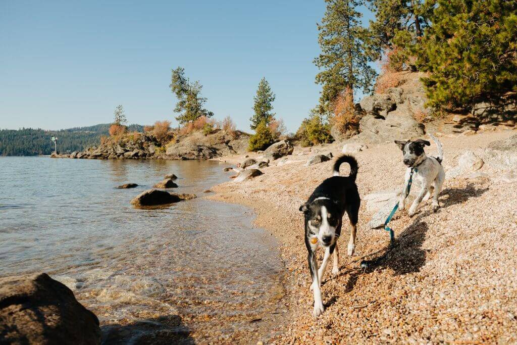 two dogs on rocky shore of Lake Coeur d'Alene