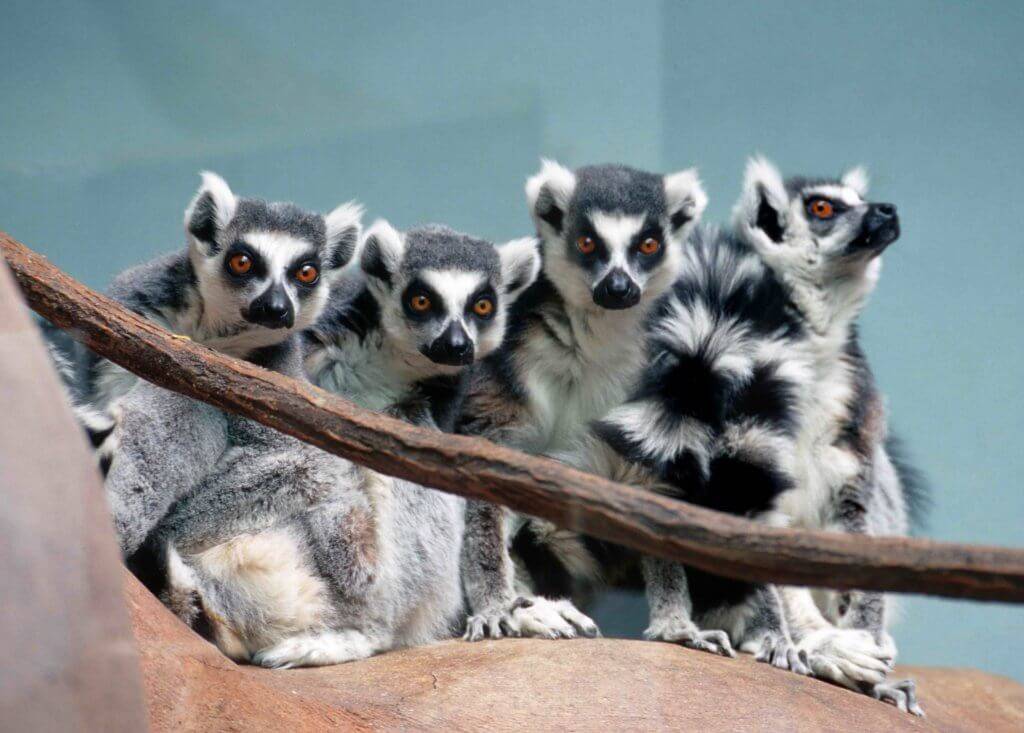 Lemurs at Zoo Boise.