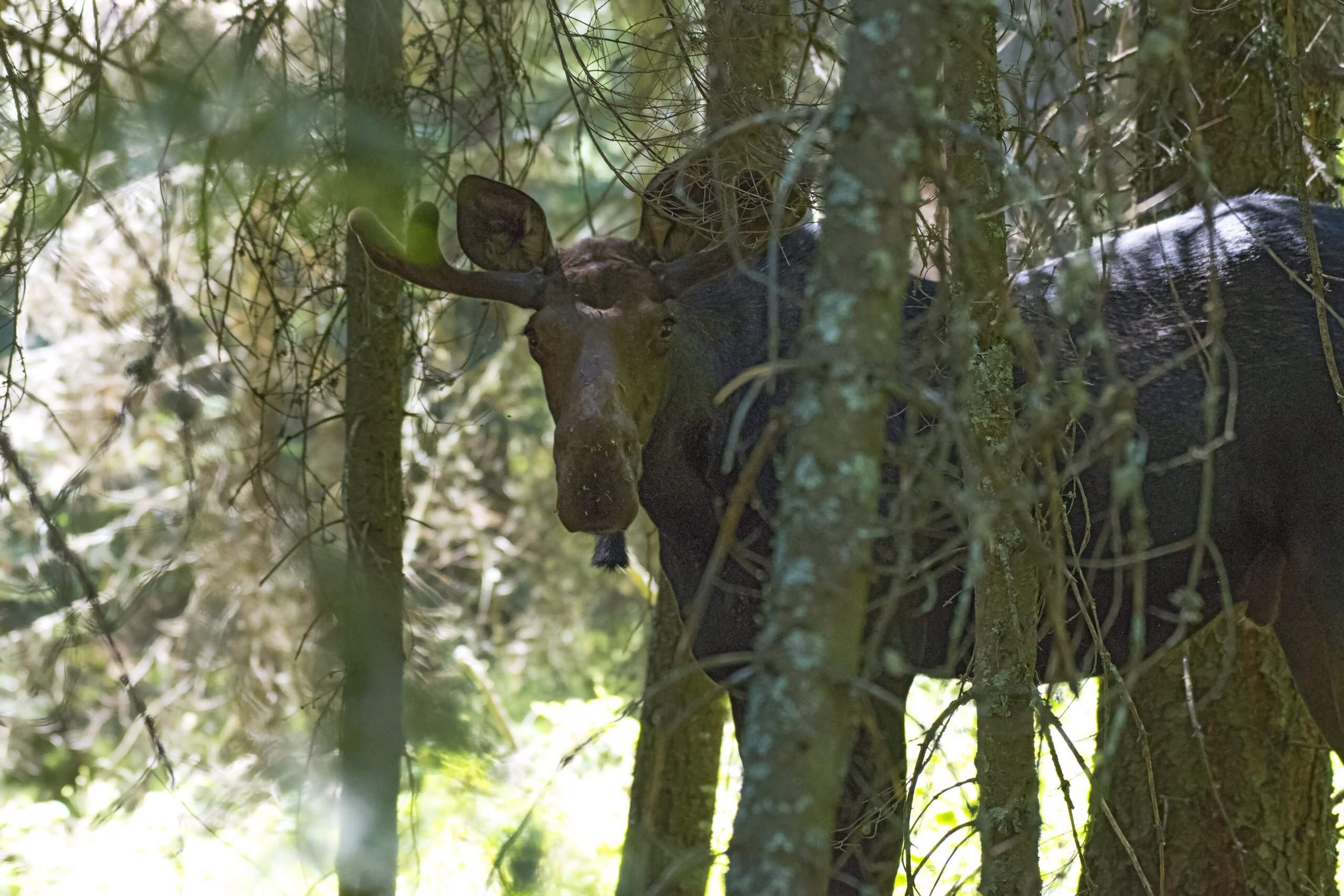 Moose at McCroskey State Park.