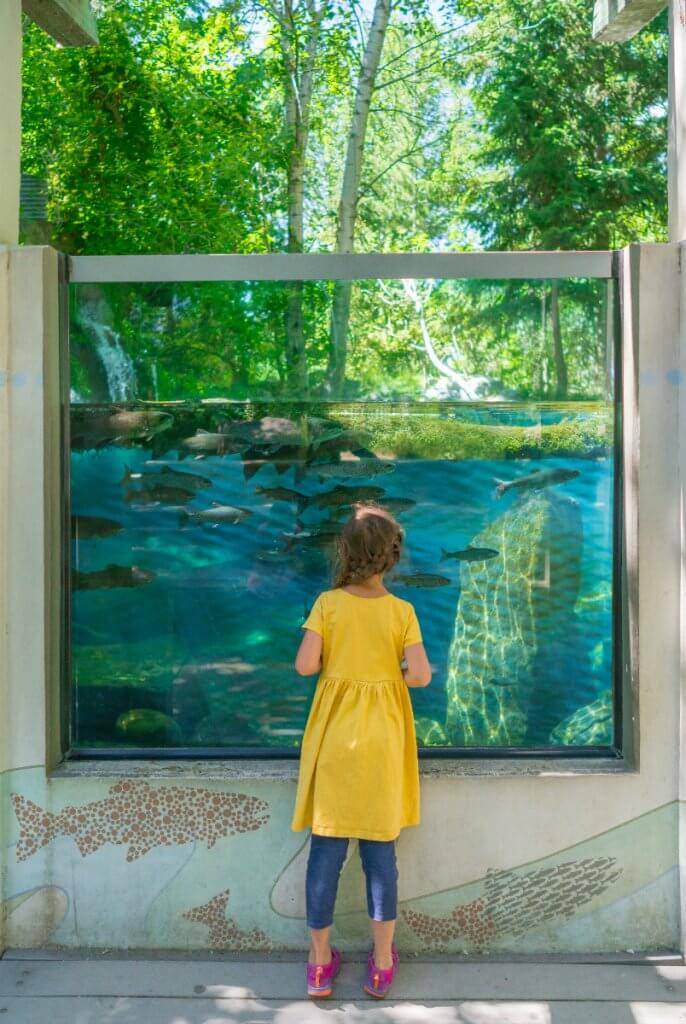 child standing in front of fish tank at the MK Nature Center.