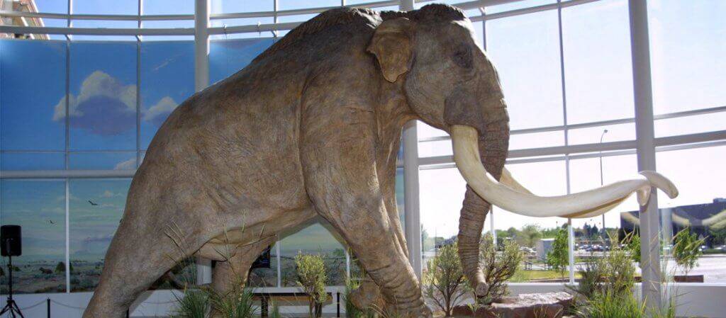 mammoth museum exhibit