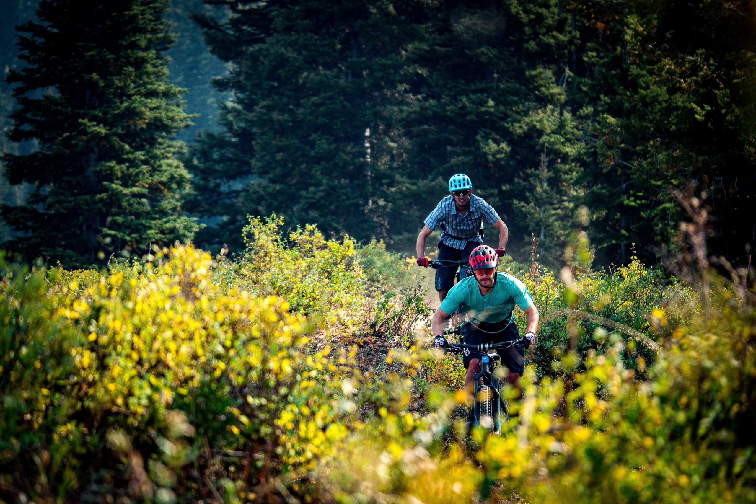 two men riding mountain bikes through a forest of trees