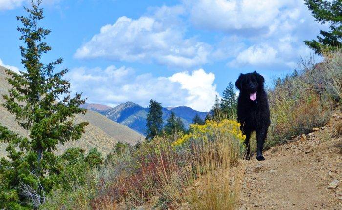 Dog on side of mountain with wildflowers.