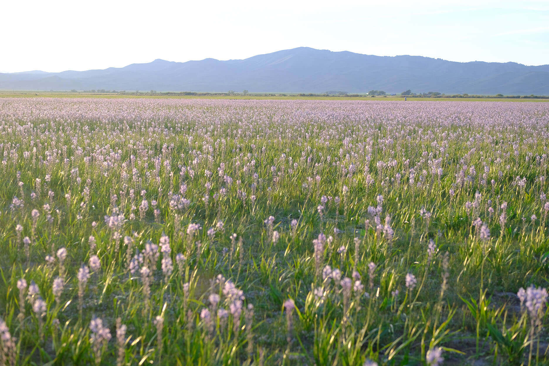 A field of purple camas blooms in front of a distant mountain range. 