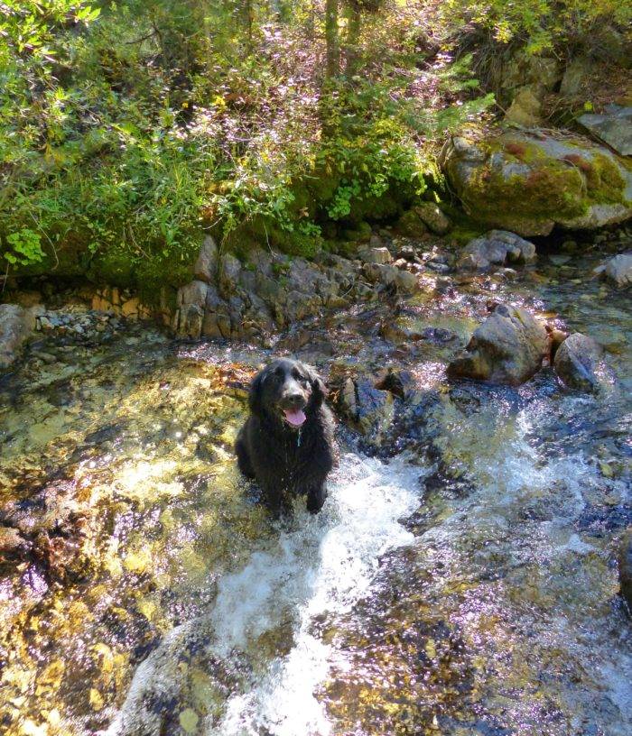 Stella enjoys a refreshing stop on Trail Creek.