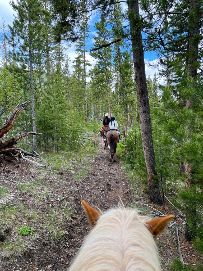 A photographer's perspective sitting on top of horse, taking a picture of the two horses and riders in front of the them on a forest trail.