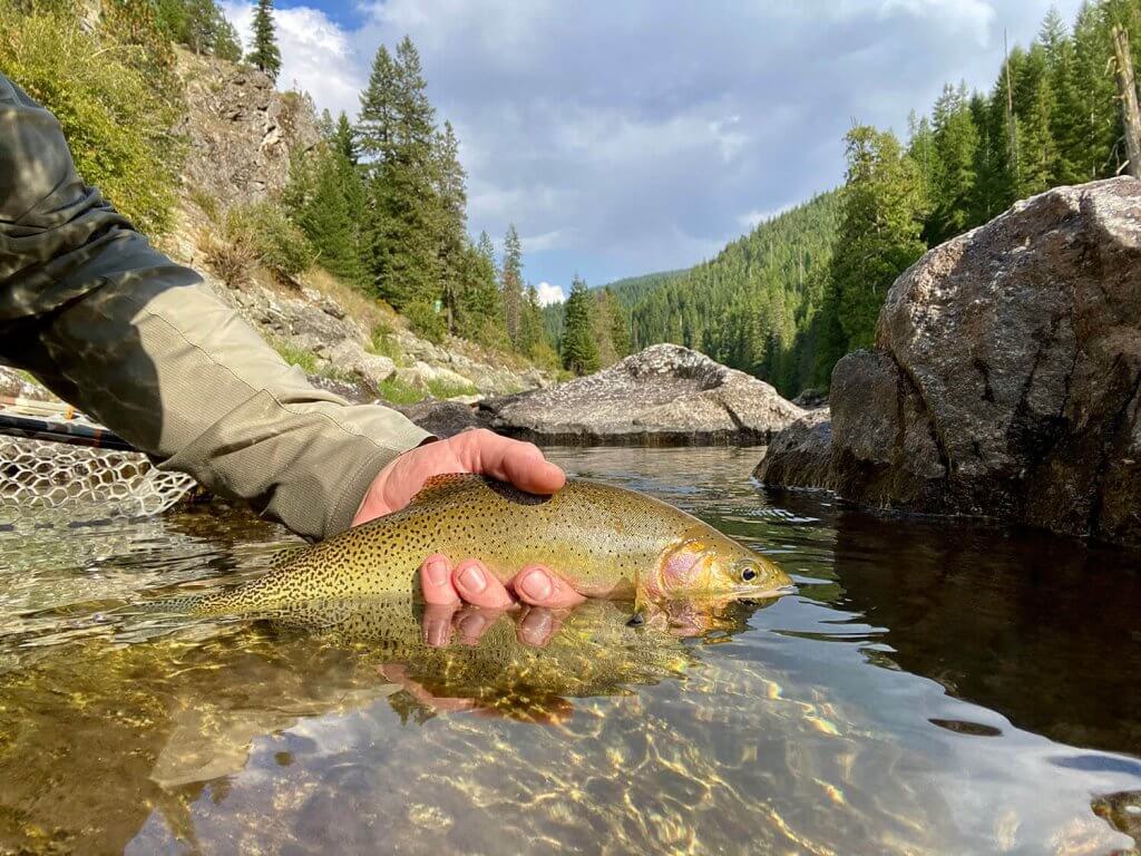 A hand holding a cutthroat trout above water with trees and a river in the background.