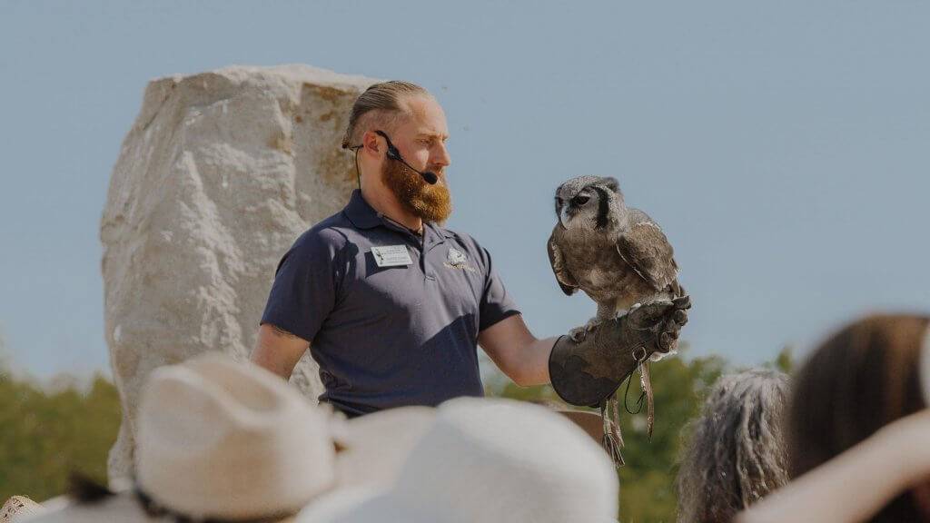 a man wearing a falconry glove with an owl perched on his arm