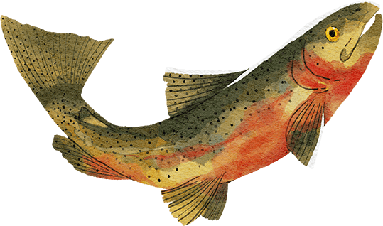Watercolor illustration of a Cutthroat trout.